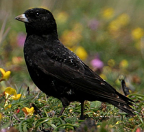 Nightlark